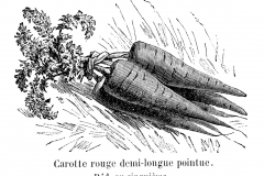 Carotte_rouge_demi-longue_pointue_Vilmorin-Andrieux_1904