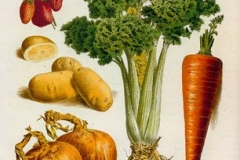 celeri-carotte