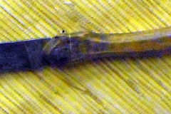 pfiche209