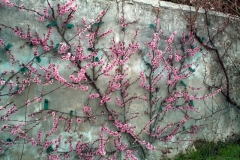 Pecher en fleurs