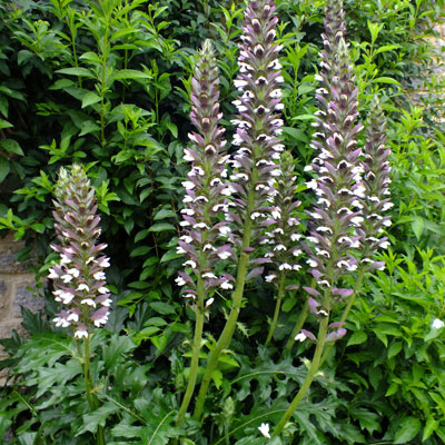 Acanthus-mollis-
