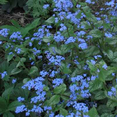 BrunneraJF