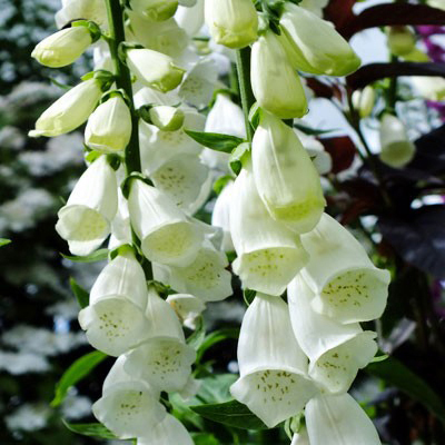 Digitalis-white