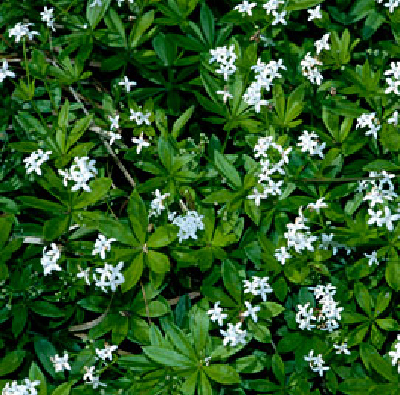 Galium Odoratum