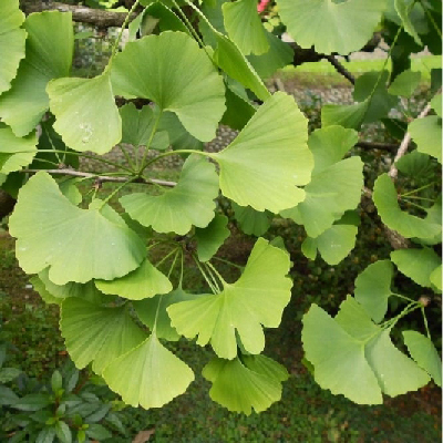 Gingko biloba