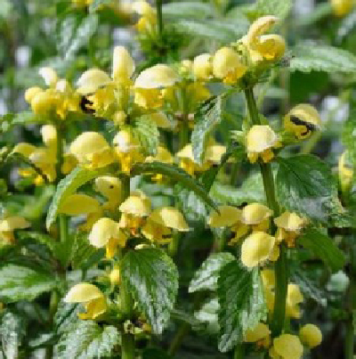 Lamium galeobdolon
