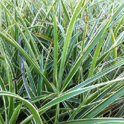 Luzulla sylvatica