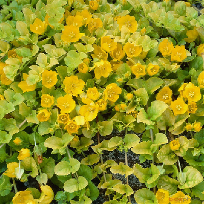 Lysimachia nummularia
