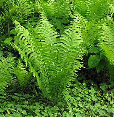 Matteucia struthiopteris