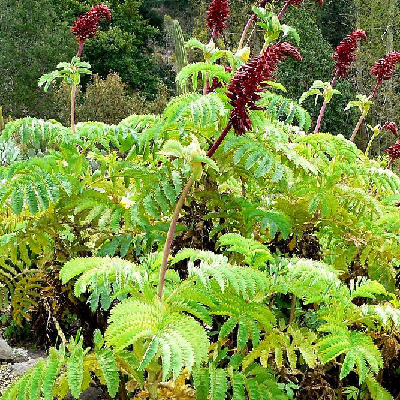Melianthus major