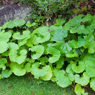 Petasitus japonicus