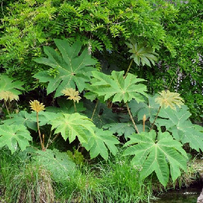 Tetrapanax papyrifer