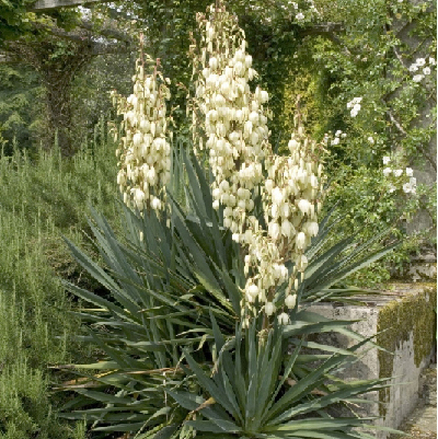 Yucca filamentosa