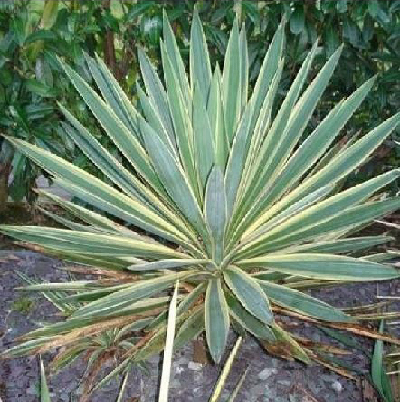 Yucca gloriosa
