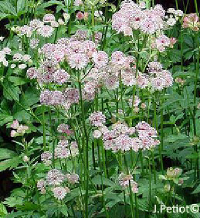 astrantia-major