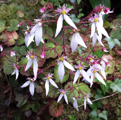 saxifraga-stolonifera