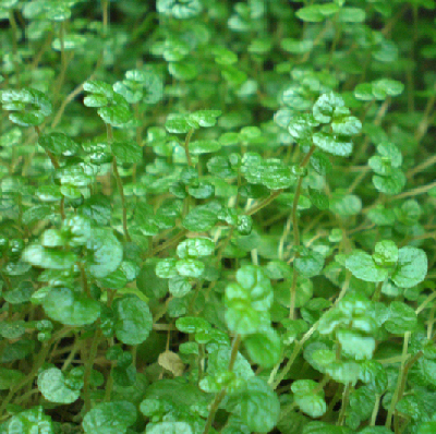 soleirolia soleirolli