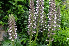 Acanthus-mollis-