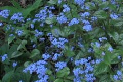 BrunneraJF