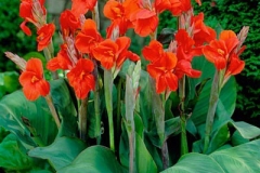 Canna-indica