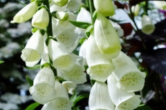 Digitalis-white