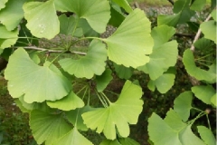 Gingko biloba