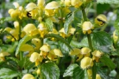 Lamium galeobdolon