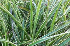 Luzulla sylvatica