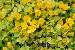 Lysimachia nummularia