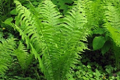 Matteucia struthiopteris