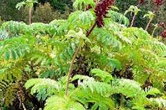 Melianthus major