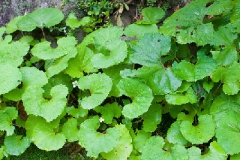 Petasitus japonicus