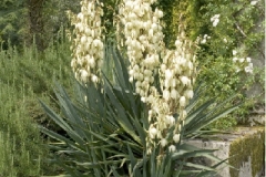 Yucca filamentosa