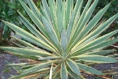 Yucca gloriosa