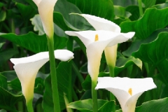 Zantedeschia aethiopica
