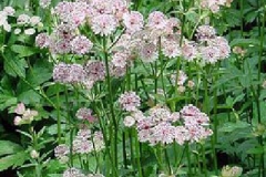astrantia-major