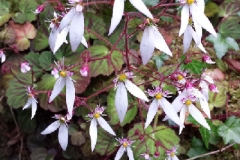saxifraga-stolonifera