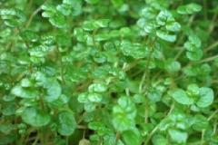 soleirolia soleirolli
