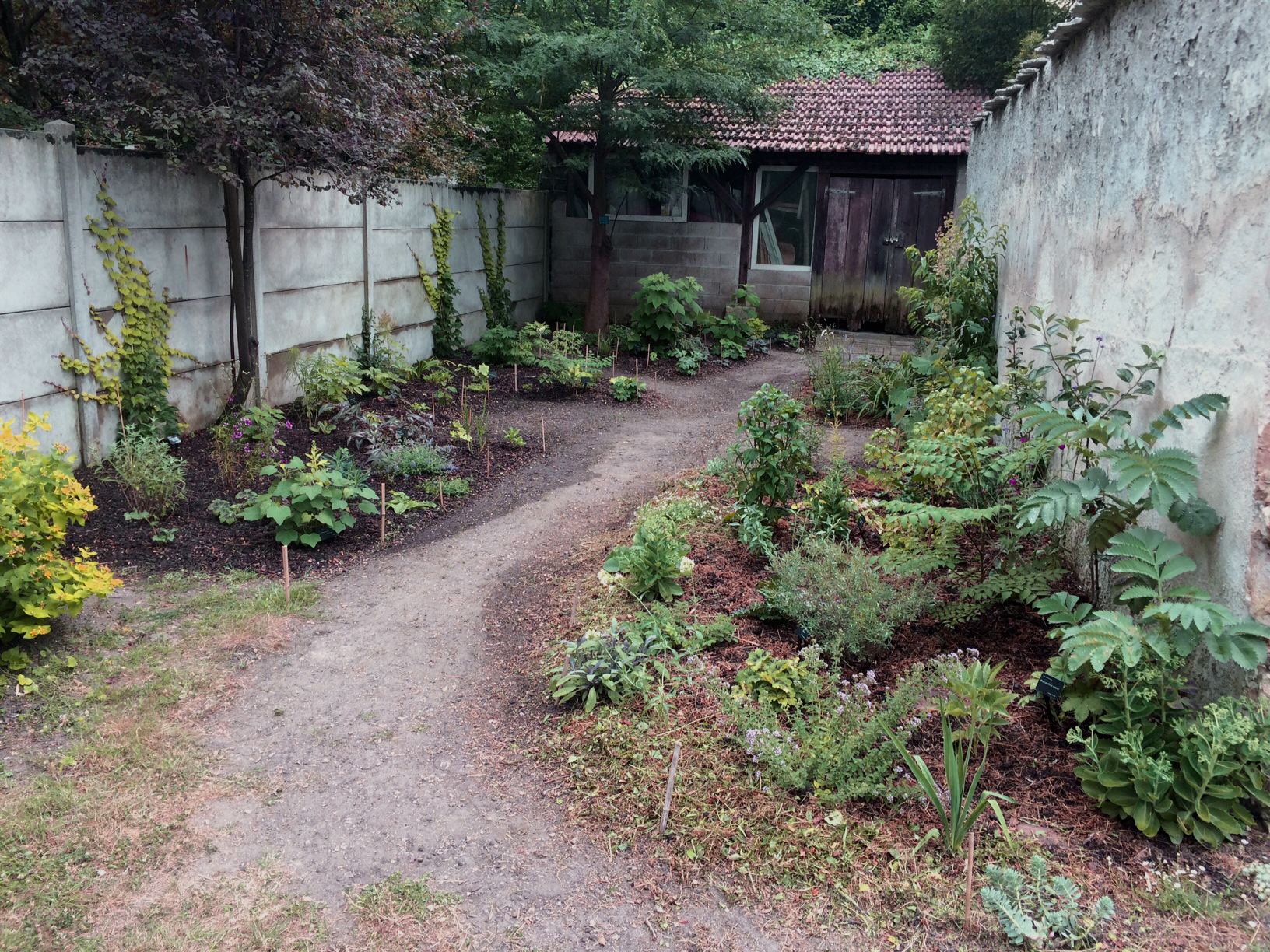 le jardin en juillet 2018