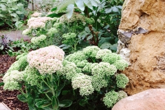 Jardin-Pépinière 1